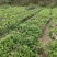 毛娟苗20公分