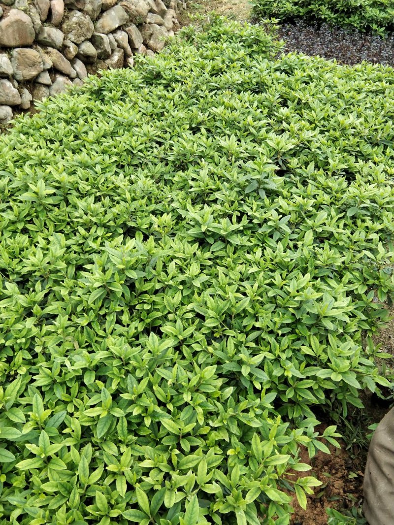 毛娟苗20公分