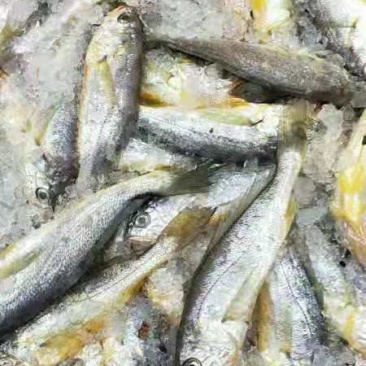 小黄鱼