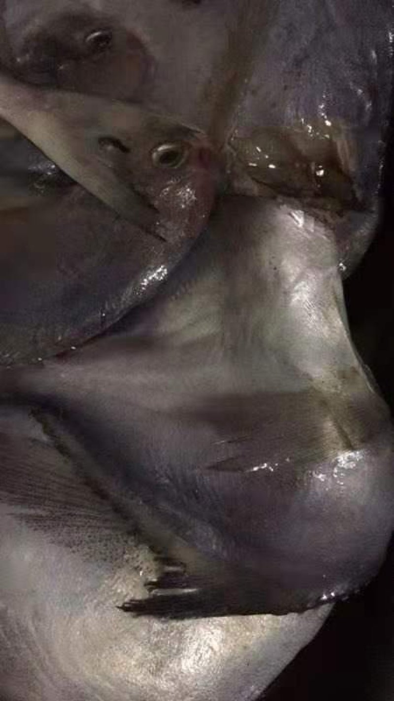 鲳鱼