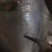 鲳鱼