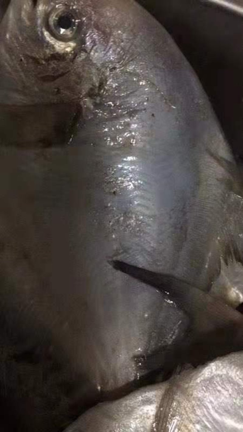 鲳鱼