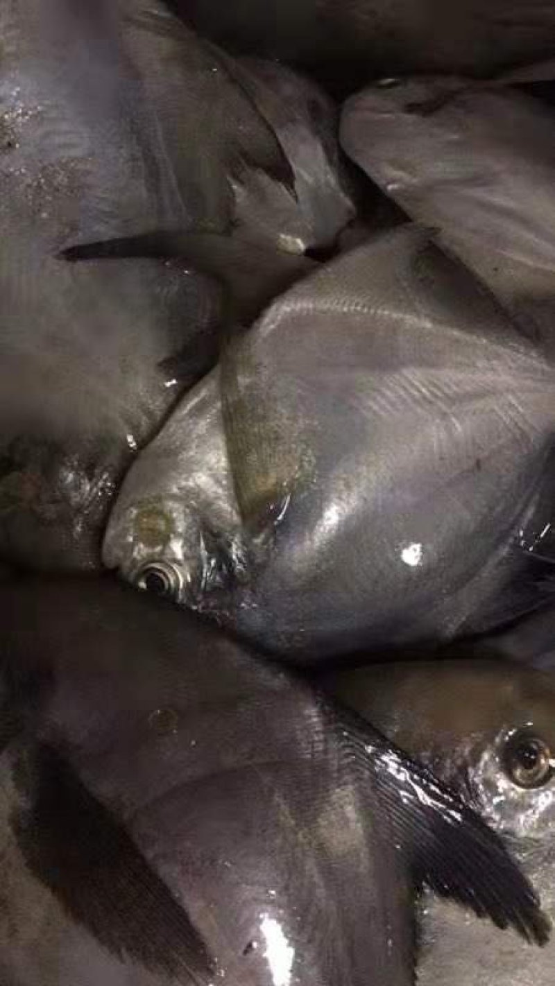 鲳鱼