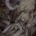 鱿鱼