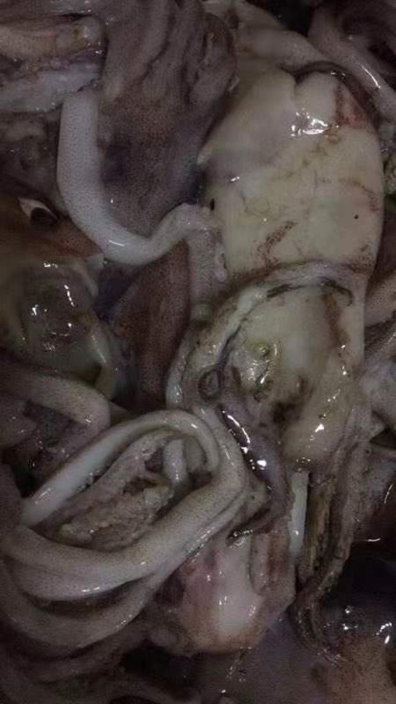 鱿鱼