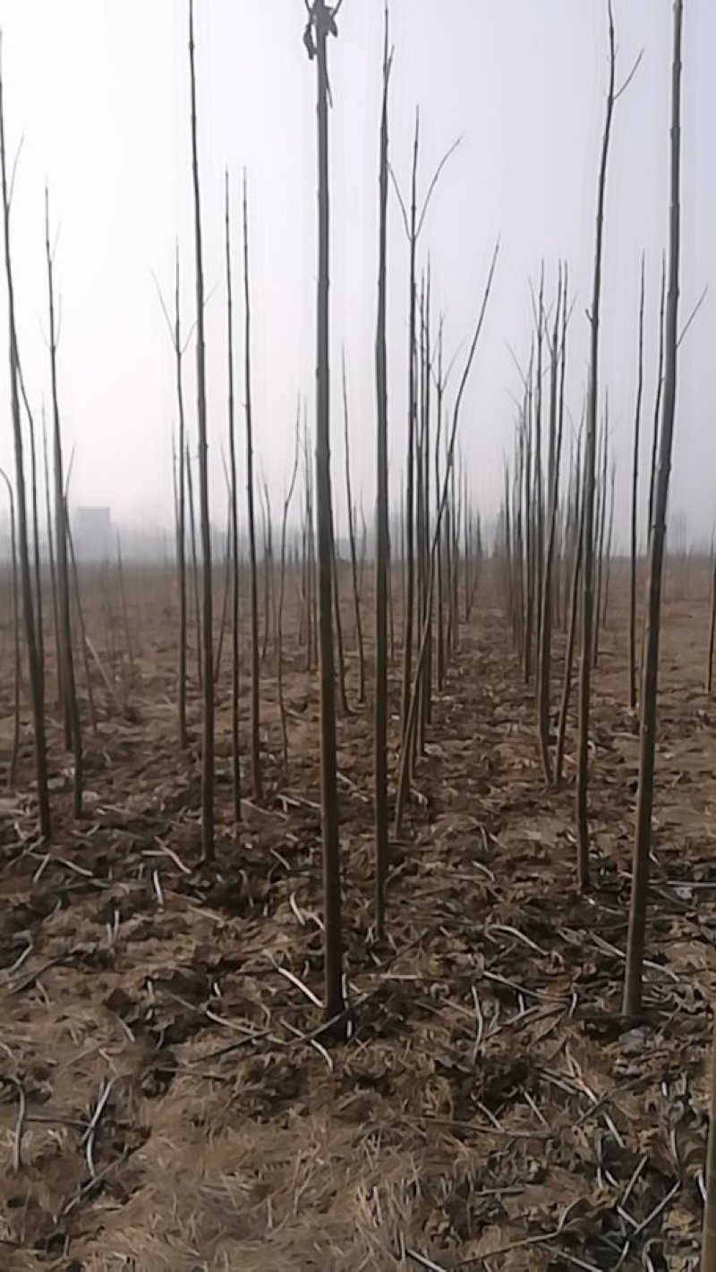 泡桐树根