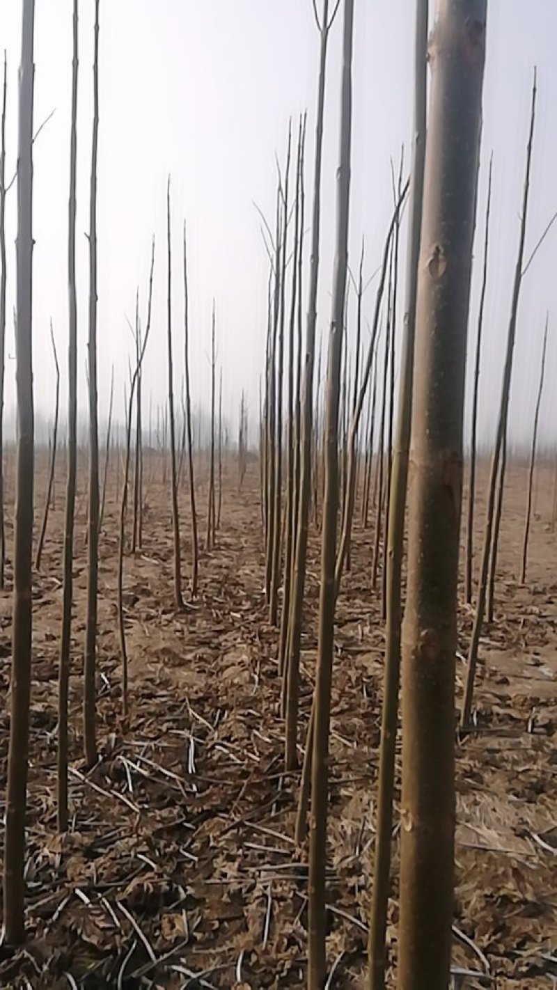 泡桐树根