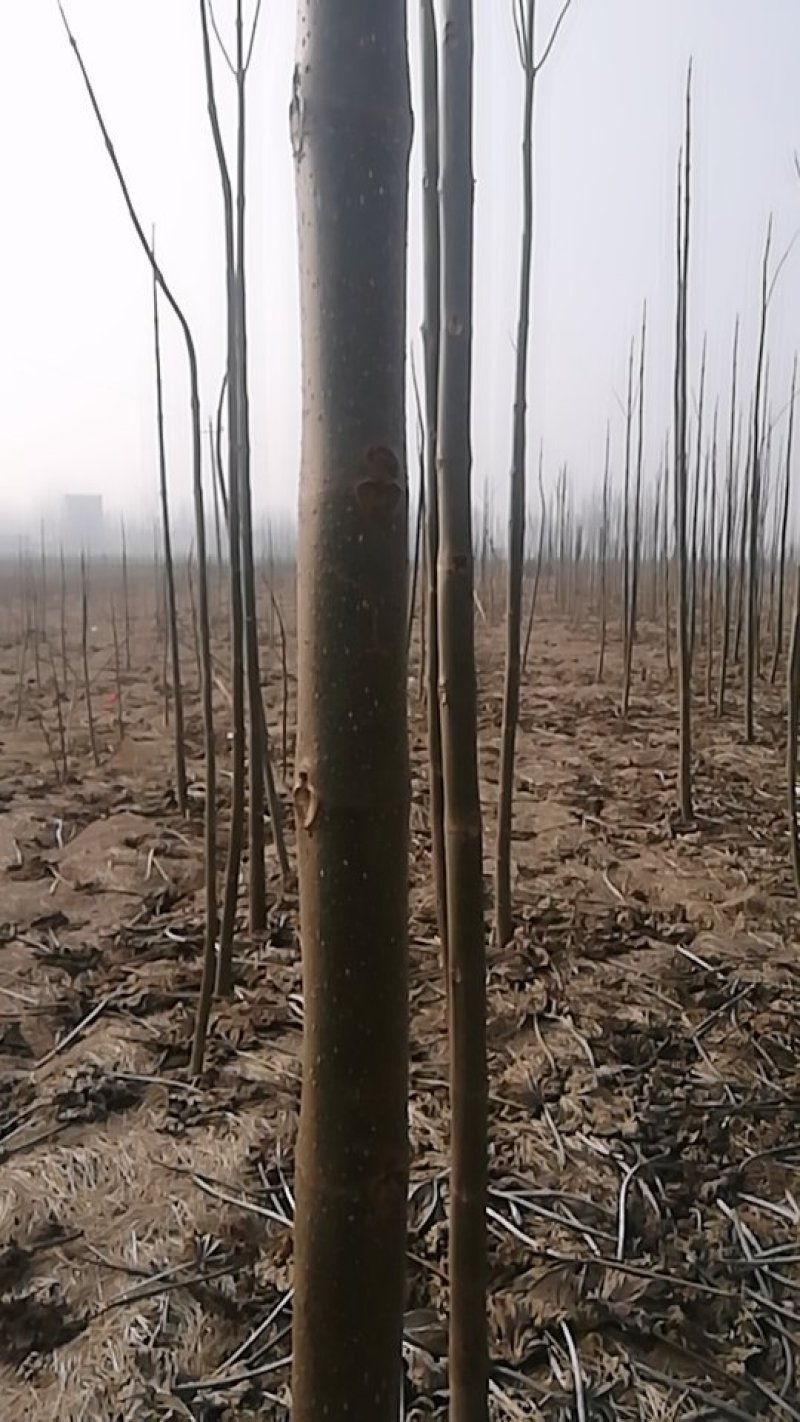 泡桐树根
