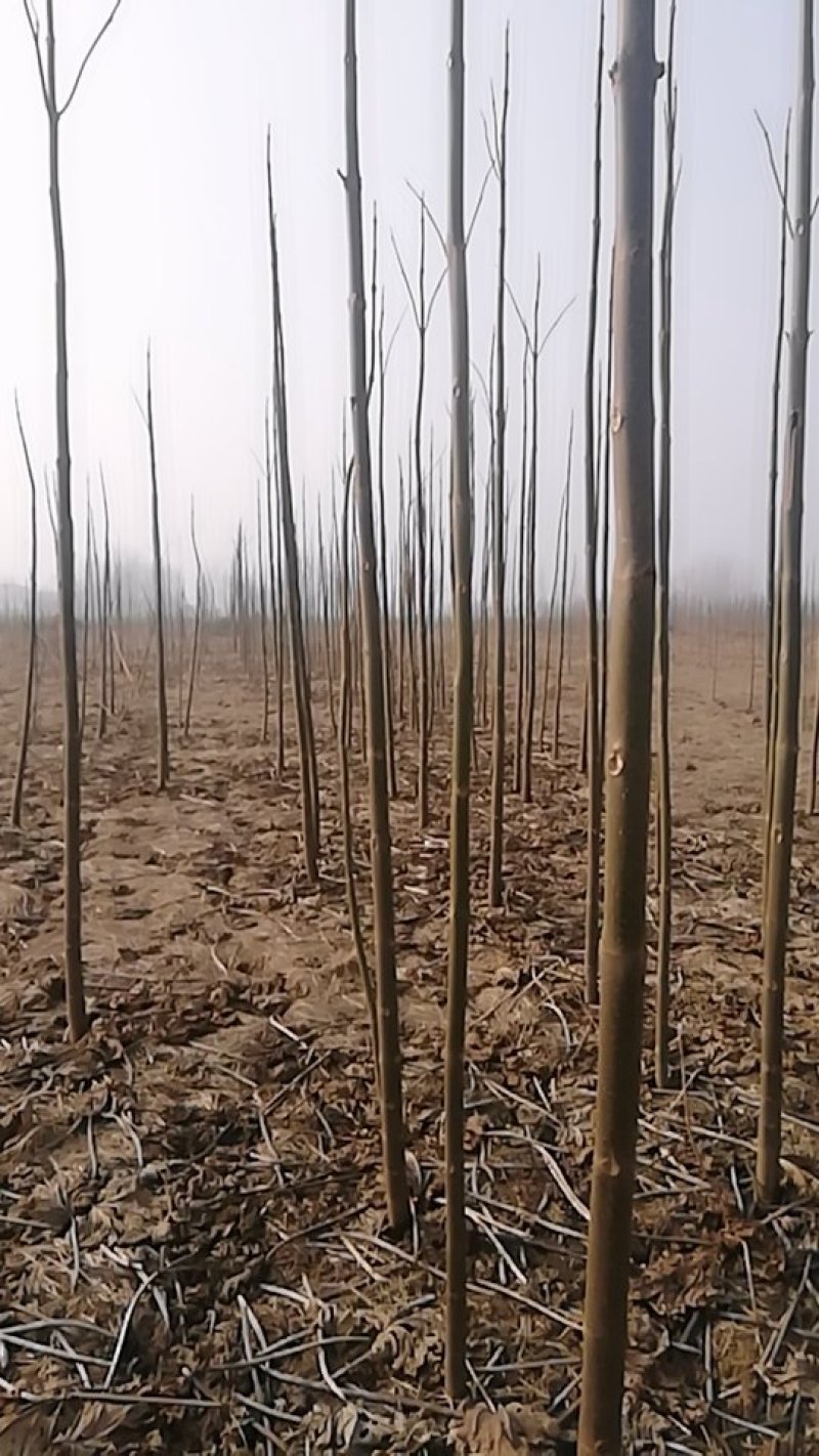 泡桐树根