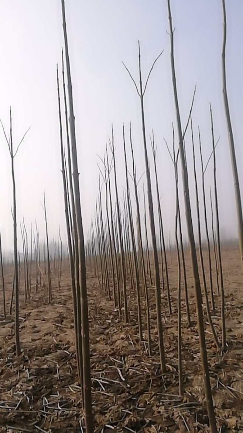泡桐树根