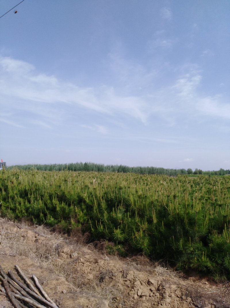 油松，樟子松，新疆杨，柳树，等，
