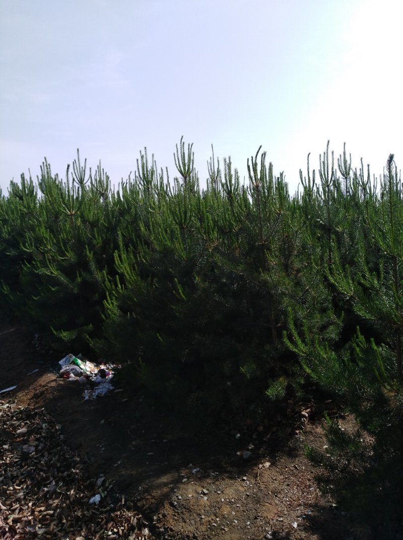油松，樟子松，新疆杨，柳树，等，