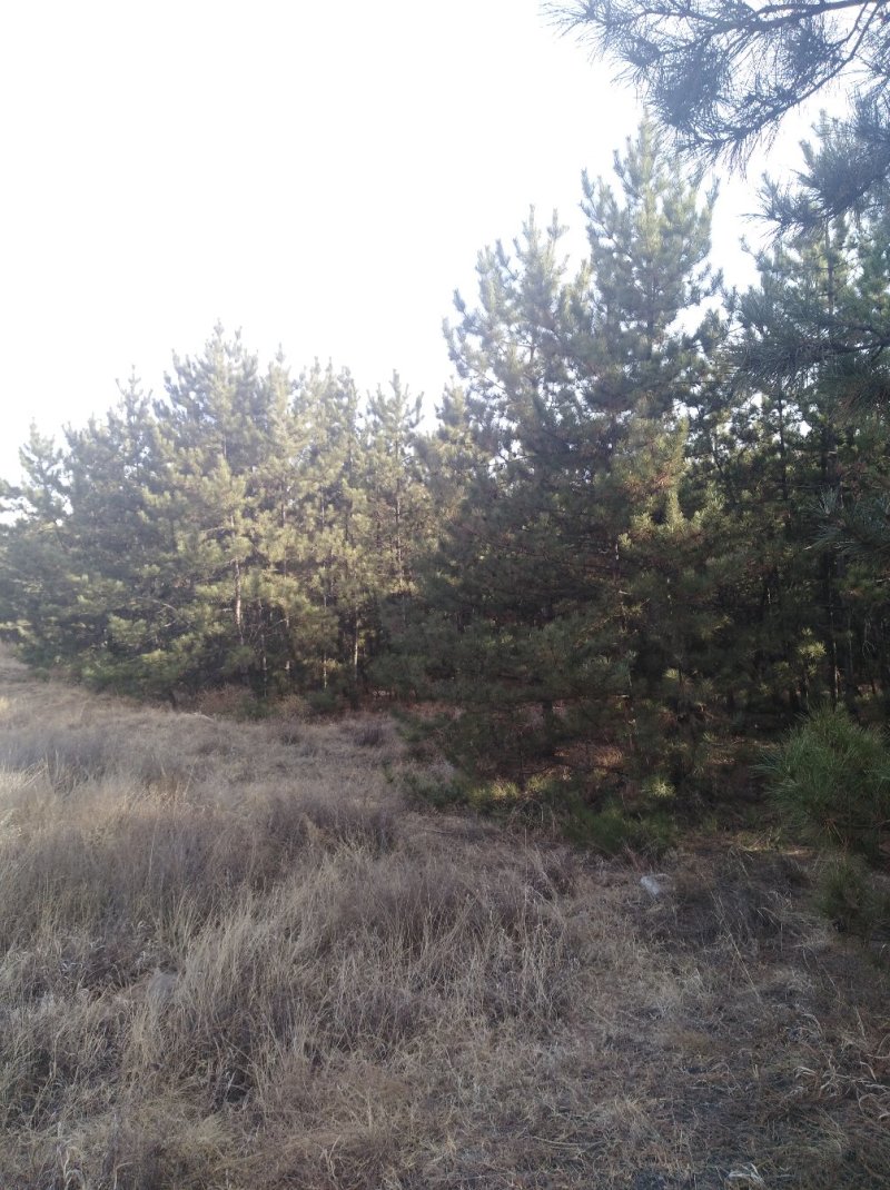 油松，樟子松，新疆杨，柳树，等，