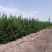 油松，樟子松，新疆杨，柳树，等，