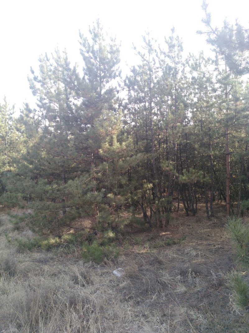 油松，樟子松，新疆杨，柳树，等，