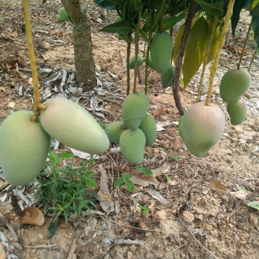 海南小台农芒果打包发走