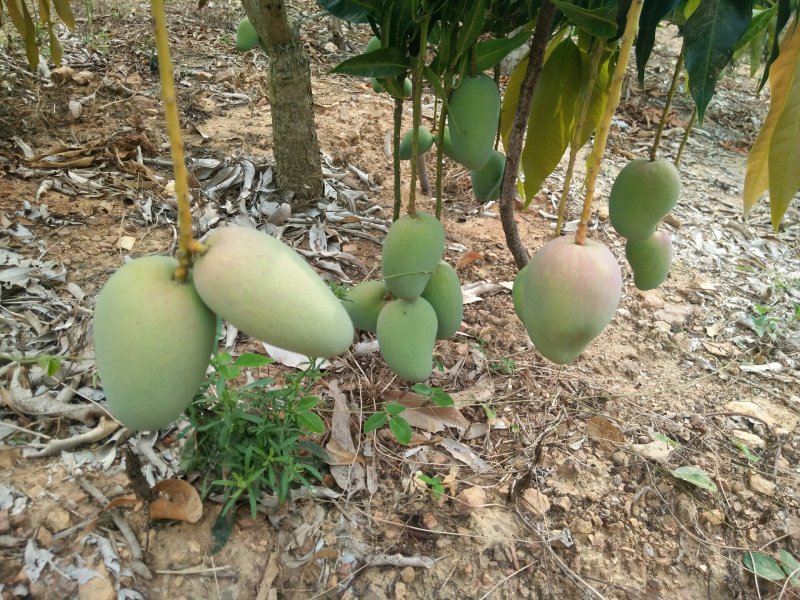 海南小台农芒果打包发走