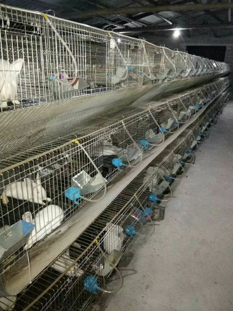 活畜