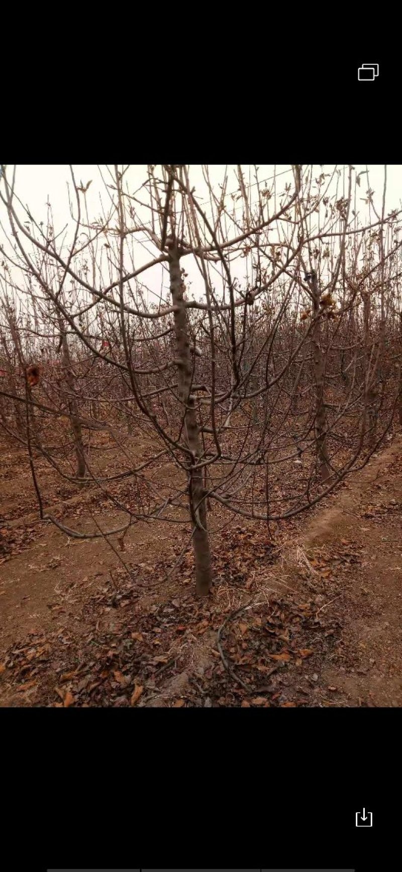 苹果树占地苹果树