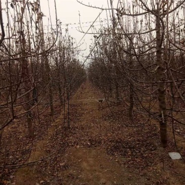 苹果树占地苹果树