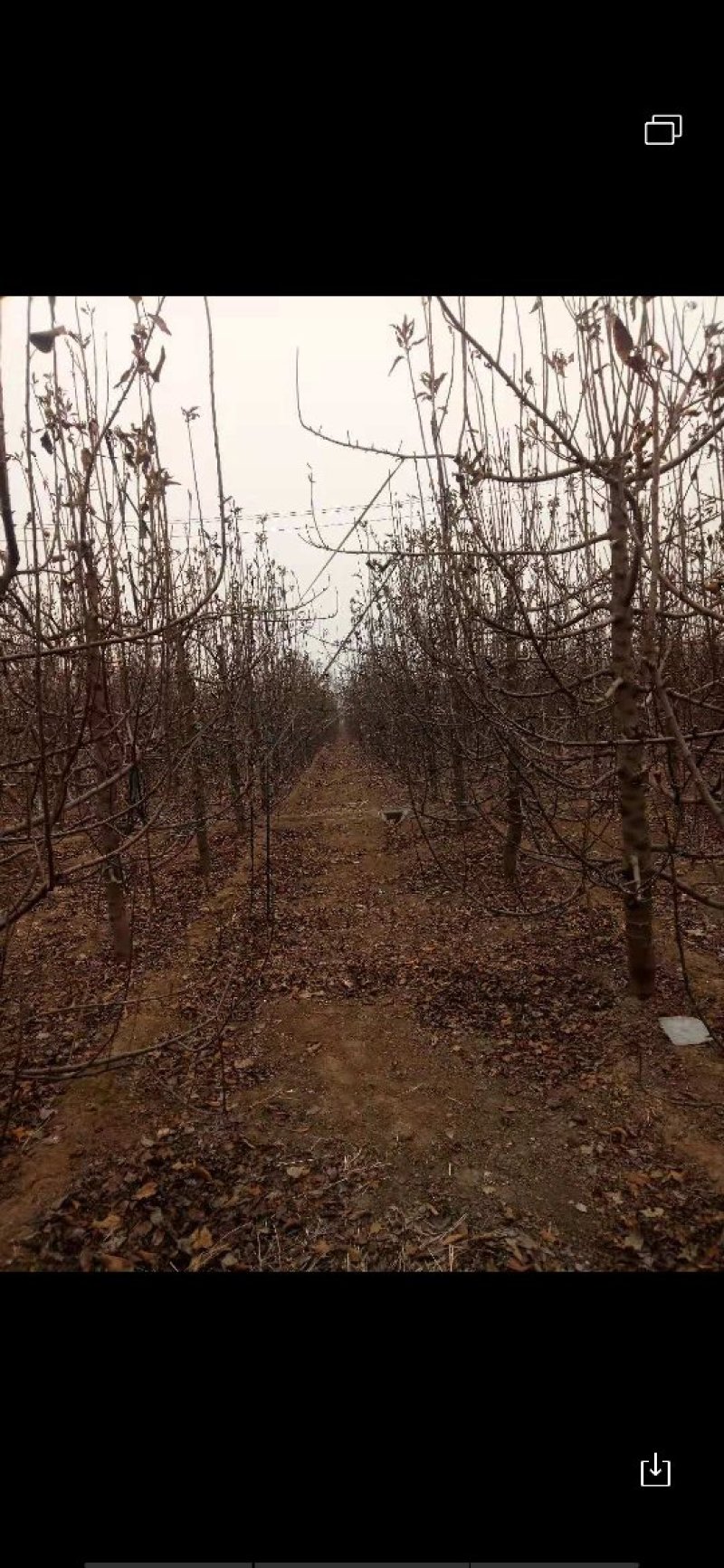 苹果树占地苹果树