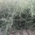 黑枸杞苗产地直发包挂果包邮包当年挂果技术支持