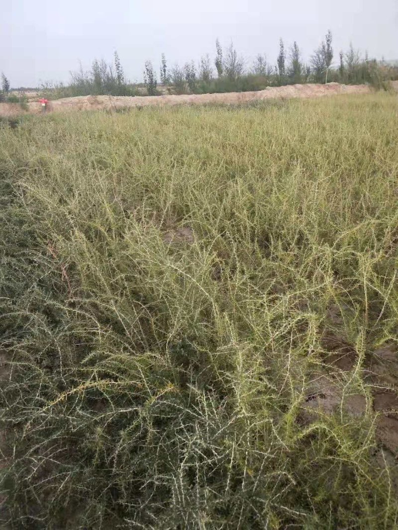 黑枸杞苗产地直发包挂果包邮包当年挂果技术支持