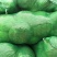 湖北扁包菜绿甘蓝圆包菜保质保量对接市场加工厂超市！