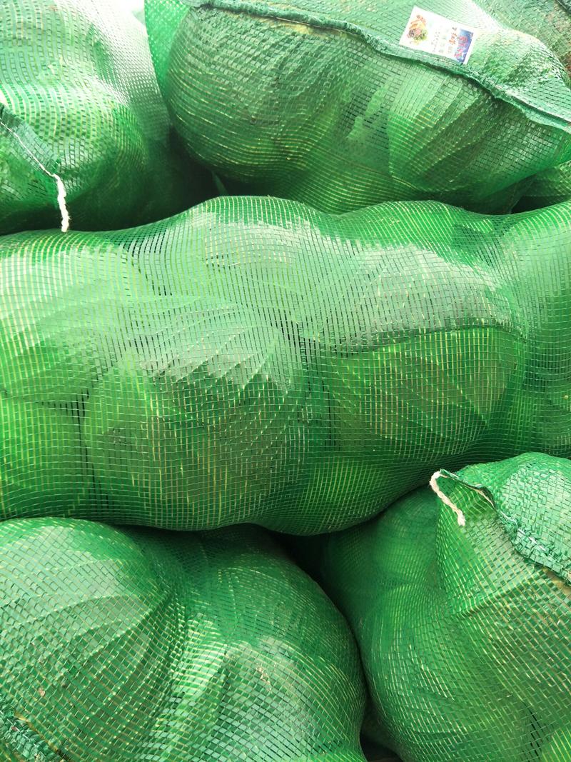 湖北扁包菜绿甘蓝圆包菜保质保量对接市场加工厂超市