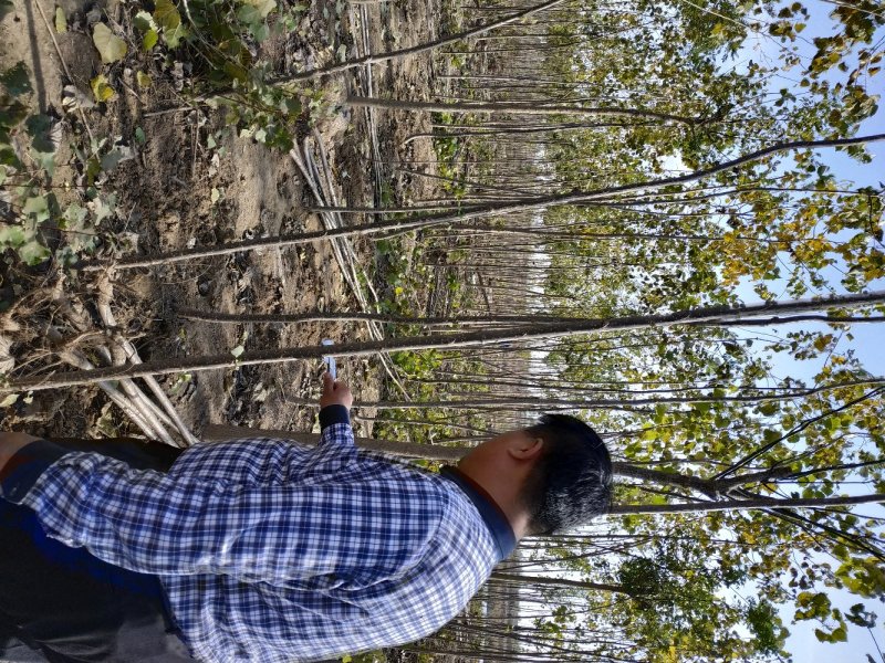 白蜡，国槐，柳树，杨树，法桐，榆树，海棠，紫叶李