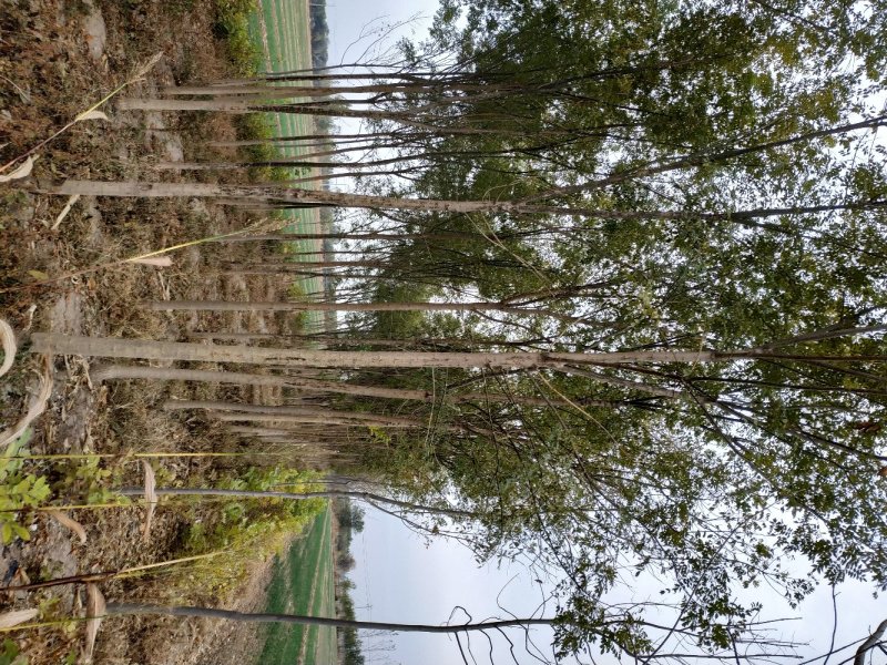白蜡，国槐，柳树，杨树，法桐，榆树，海棠，紫叶李