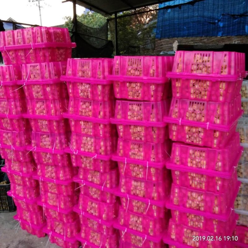 菇娘果(灯笼果，甜菇娘)