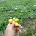 菇娘果(灯笼果，甜菇娘)