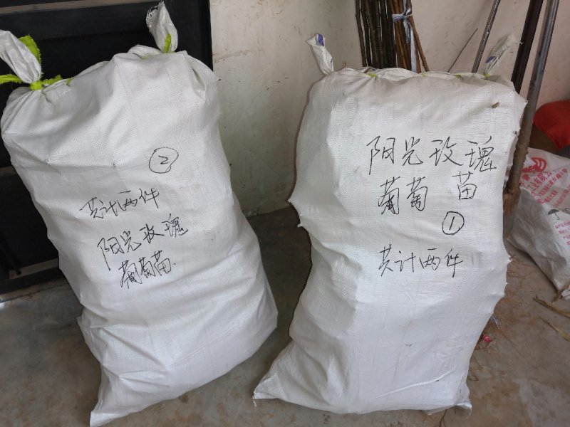 【牛商推荐】阳光玫瑰葡萄苗品种纯技术指导保成活