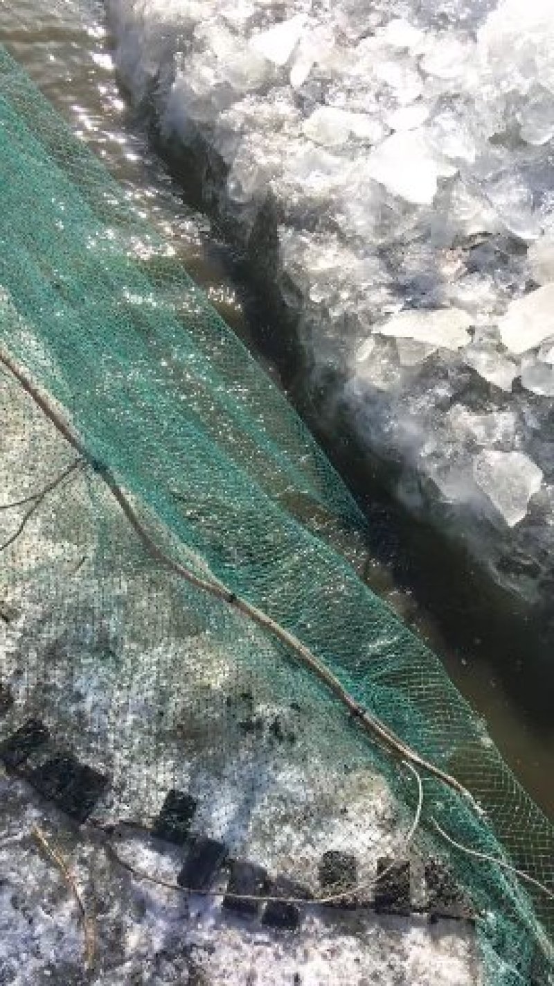 大闸蟹苗河蟹苗批发