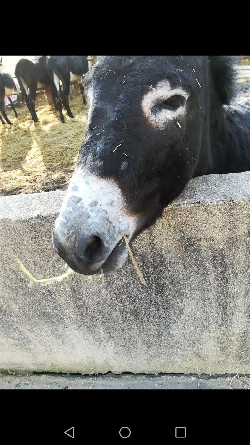 毛驴肉