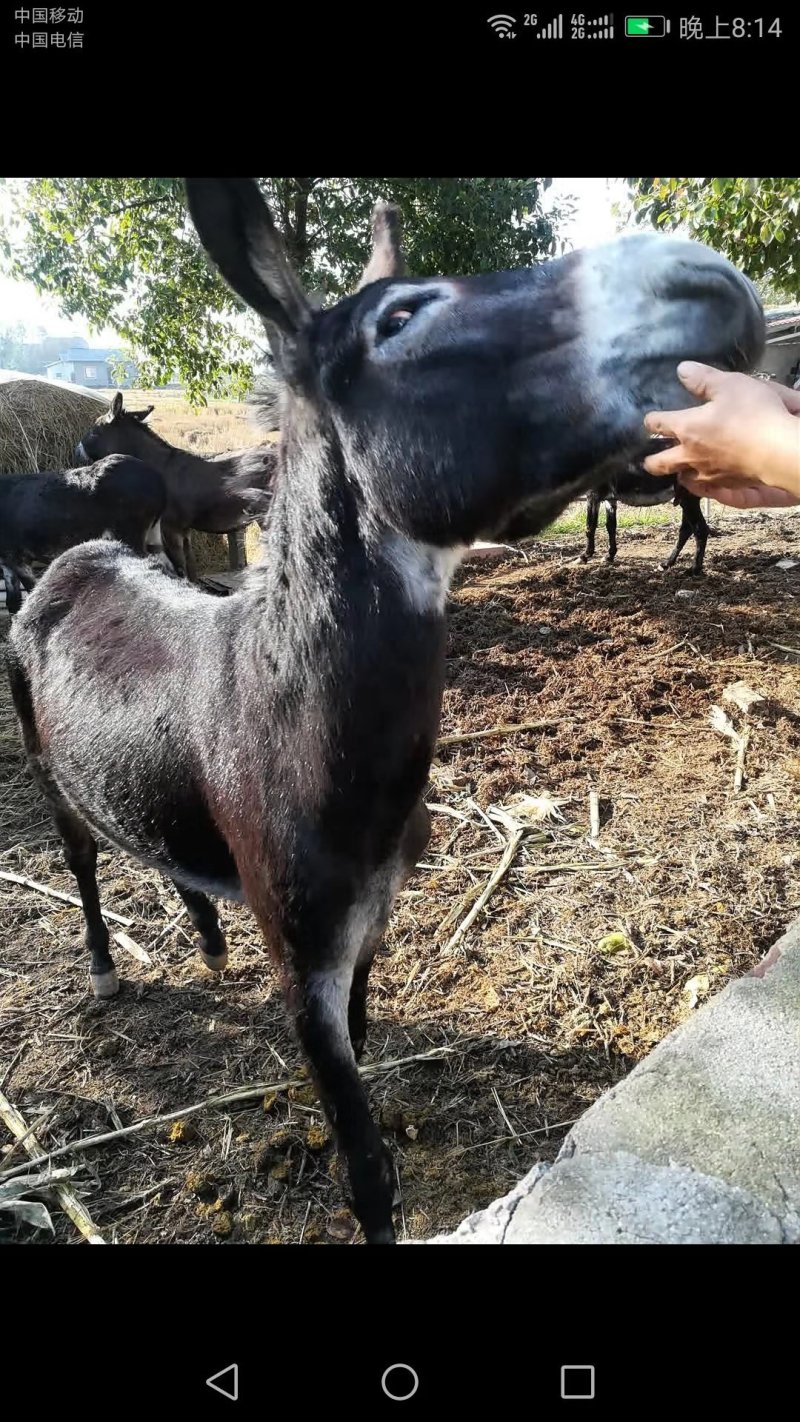 毛驴肉