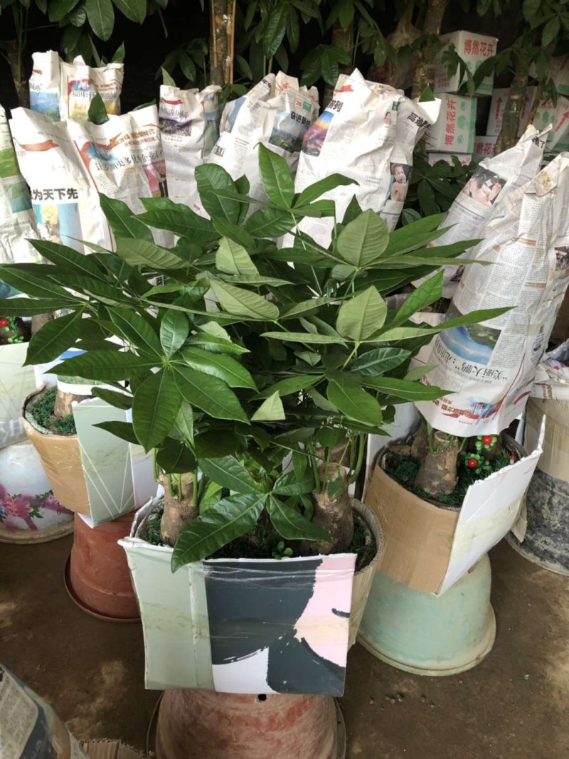 室内绿植