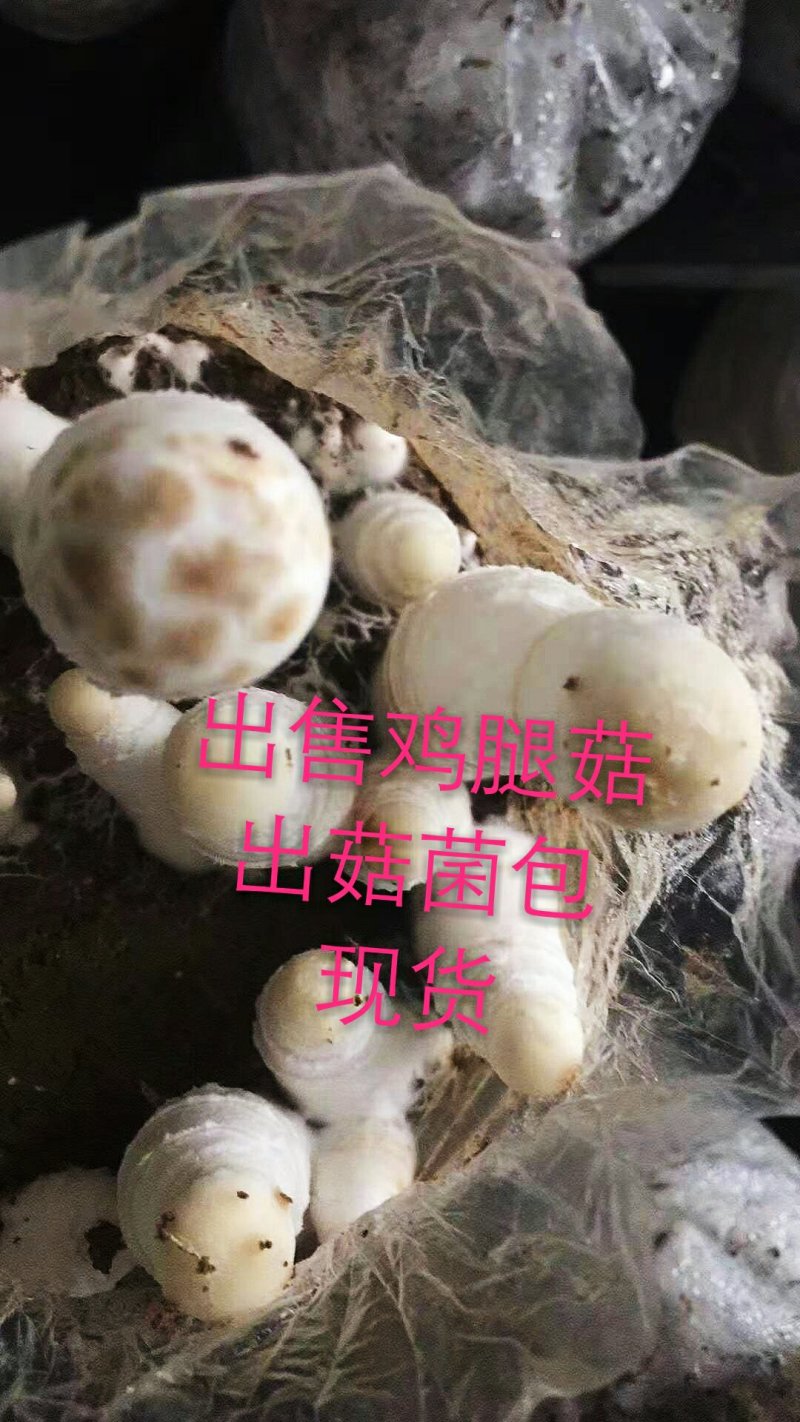 出售鸡腿菇菌包，出菇菌包，现货。