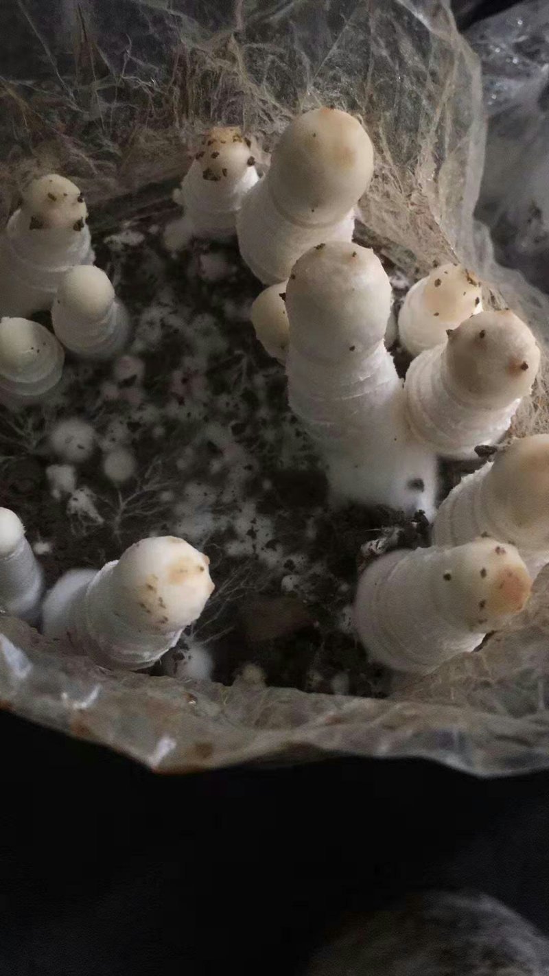 出售鸡腿菇菌包，出菇菌包，现货。