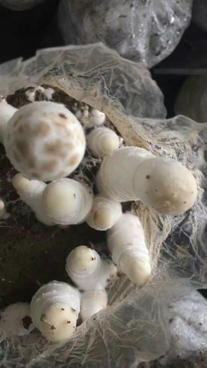 出售鸡腿菇菌包，出菇菌包，现货。