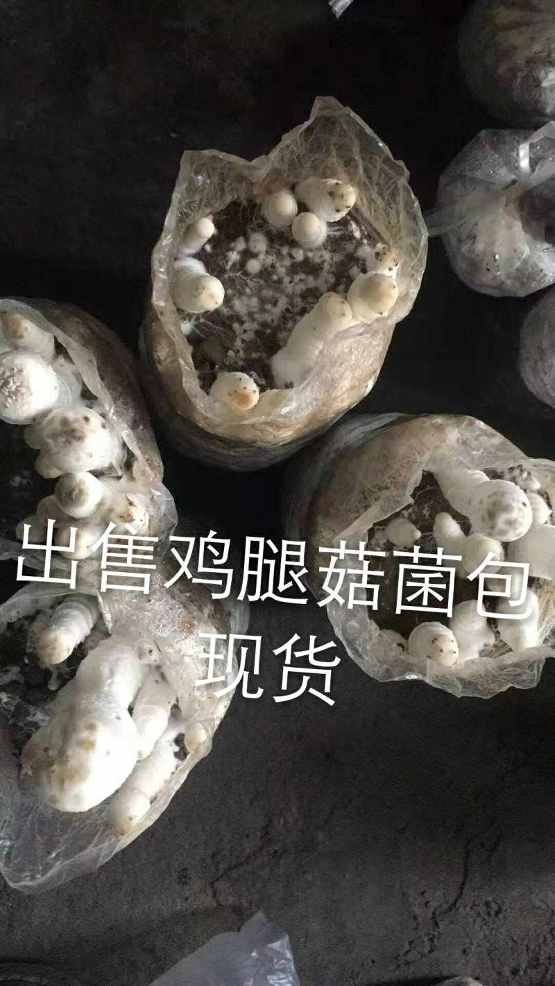 出售鸡腿菇菌包，出菇菌包，现货。