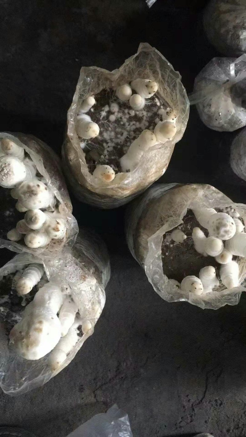 出售鸡腿菇菌包，出菇菌包，现货。