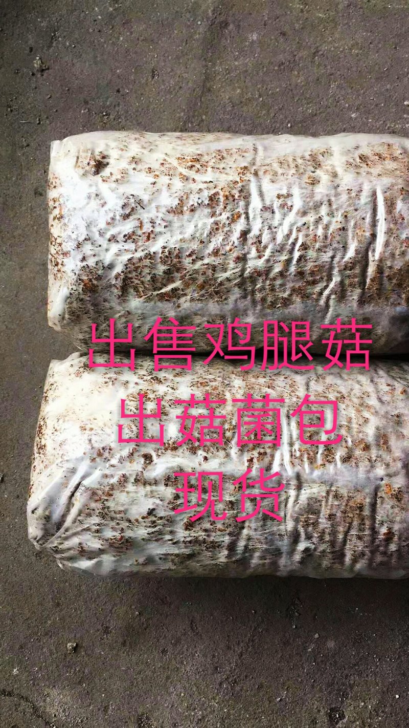 出售鸡腿菇菌包，出菇菌包，现货。
