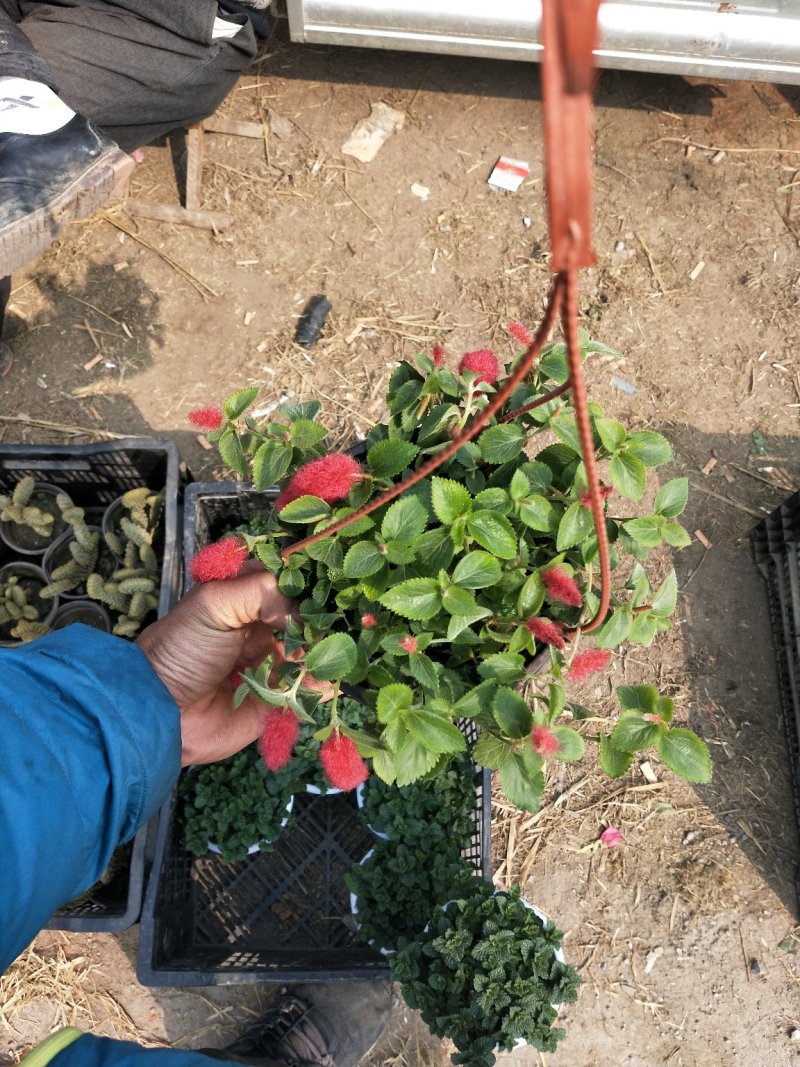新品种红樱吊兰