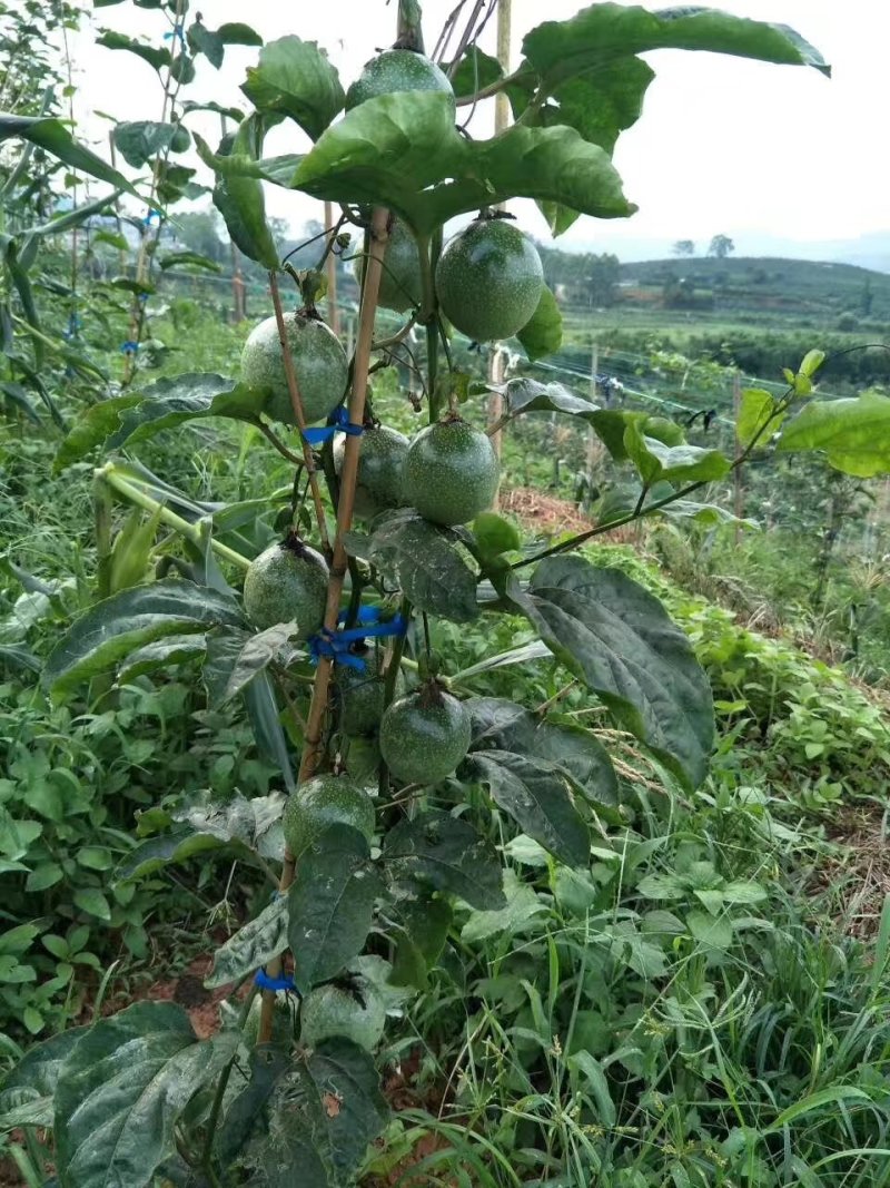 黄金百香果苗