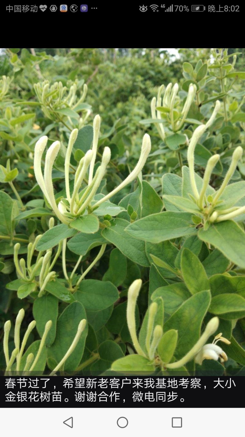 金银花树