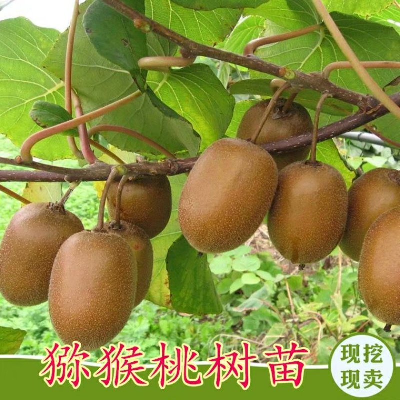猕猴桃树苗新品种红肉猕猴桃苗当年结果南方北种植