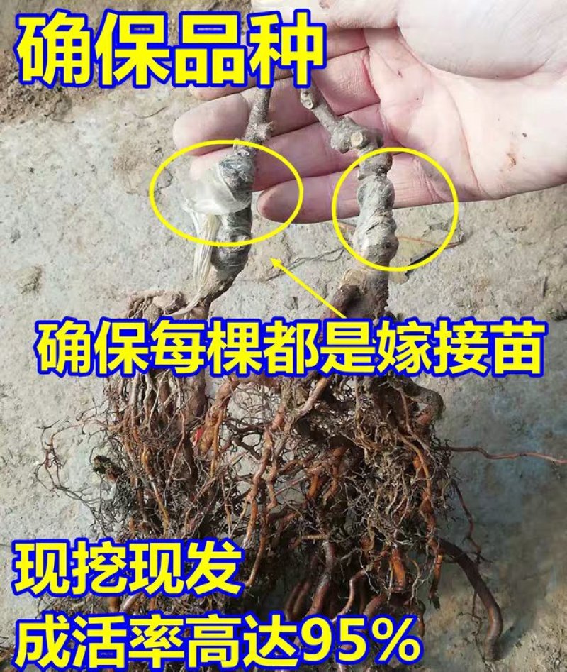猕猴桃树苗新品种红肉猕猴桃苗当年结果南方北种植