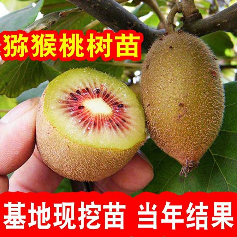 猕猴桃树苗新品种红肉猕猴桃苗当年结果南方北种植